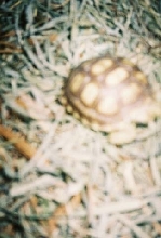 tortoise