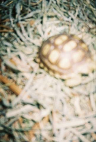 tortoise