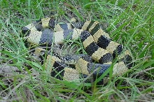 Banded Krait