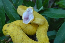 Female Yellow Eyelash Viper