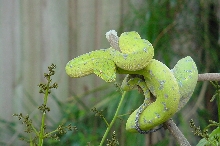 Female Green Tree Python