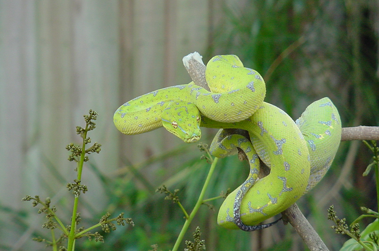 Female Green Tree Python