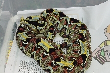 East Afr. Rhino Viper