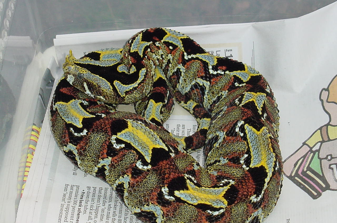 East Afr. Rhino Viper