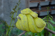 Green Tree Python