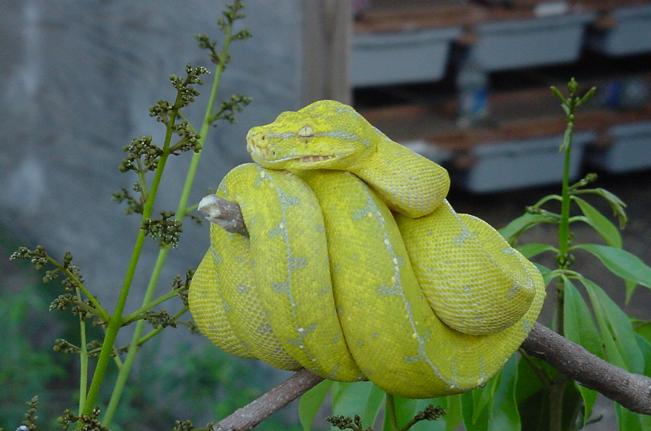 Green Tree Python