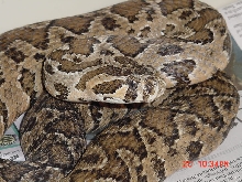 Palestine Viper
