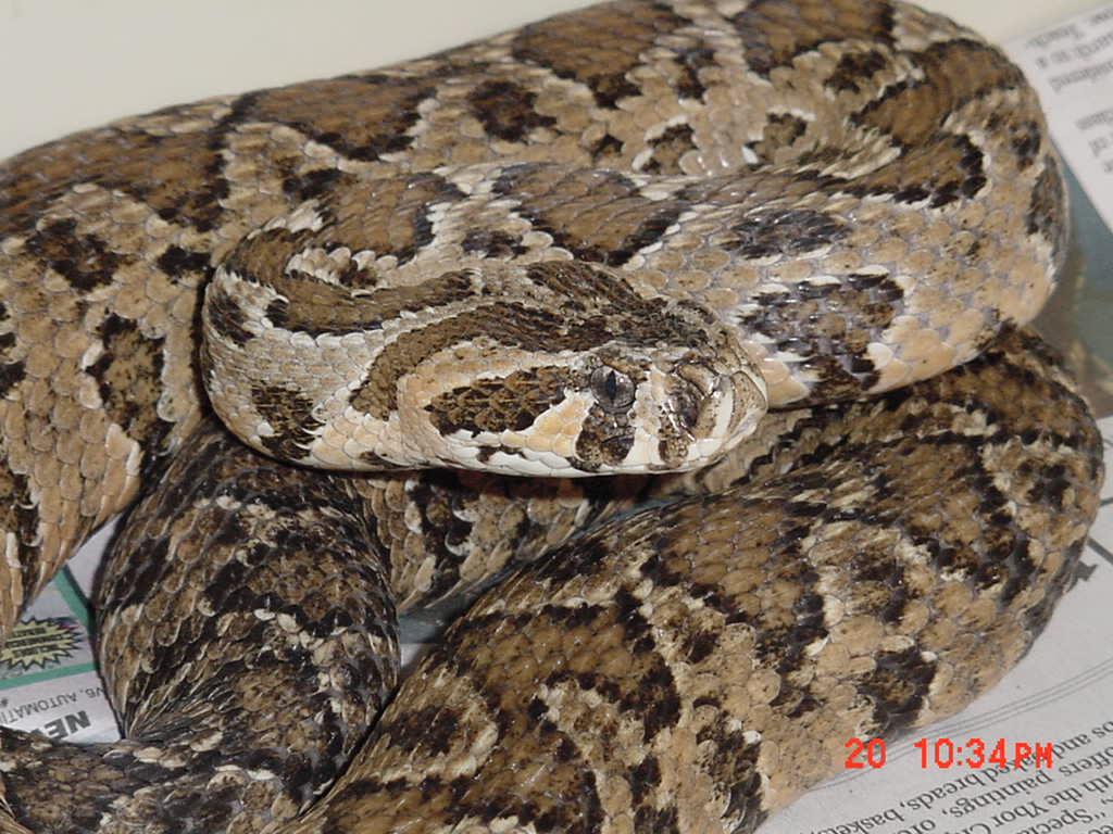 Palestine Viper