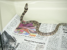 Russian Cobra