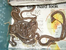 Baby Indian Cobras