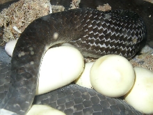 Black mamba laying eggs