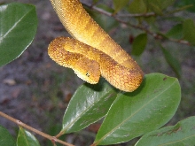 Atheris squamiger (female)