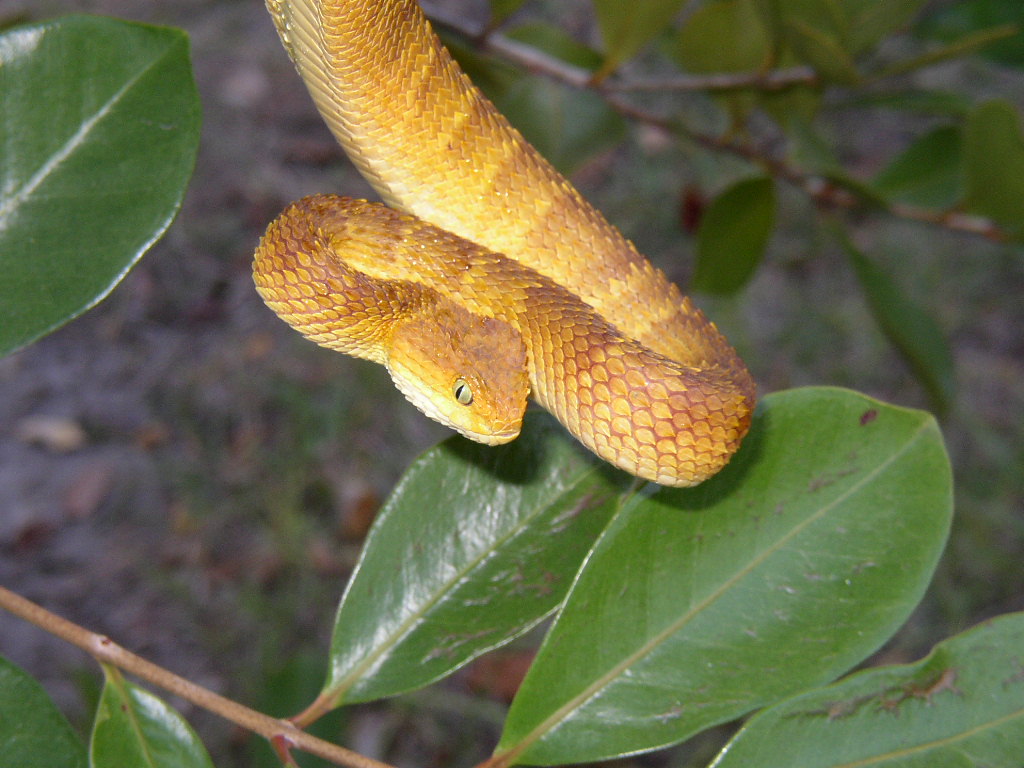 Atheris squamiger (female)