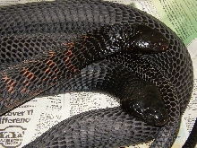 1.1 Black-necked Spitting Cobras