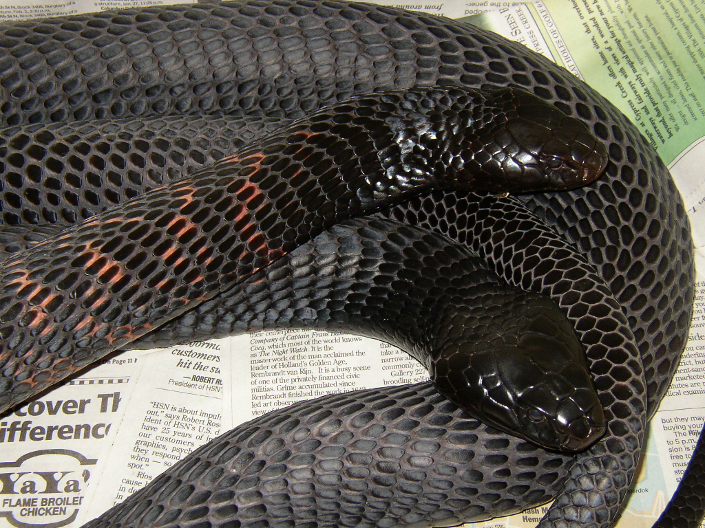 1.1 Black-necked Spitting Cobras