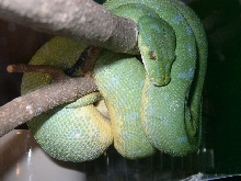 Green Tree Python (female)