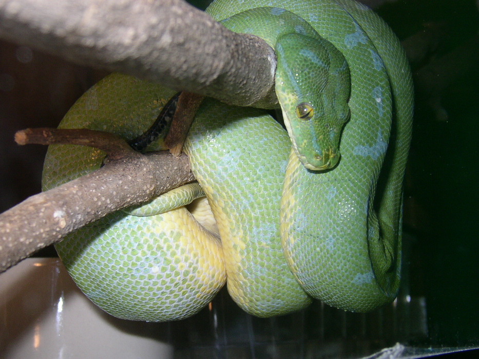 Green Tree Python (female)