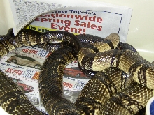Boulengerina annulata copulating