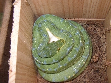 Morelia viridis