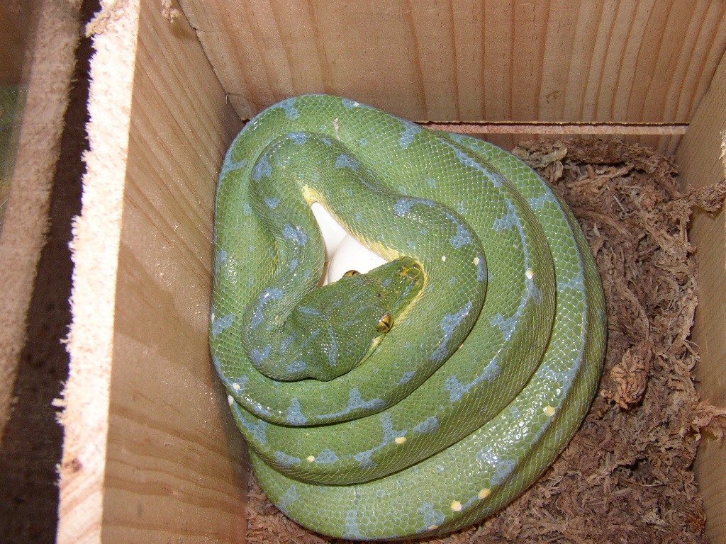 Morelia viridis