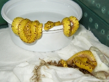 Captive born Morelia viridis