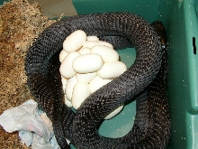 Black-necked spitting cobra with her clutch of eggs