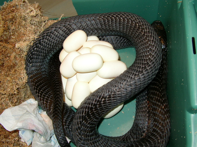 Black-necked spitting cobra with her clutch of eggs