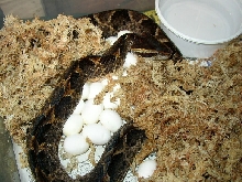 Malayan Pit-viper with her eggs