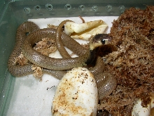 Newborn Cape Cobras