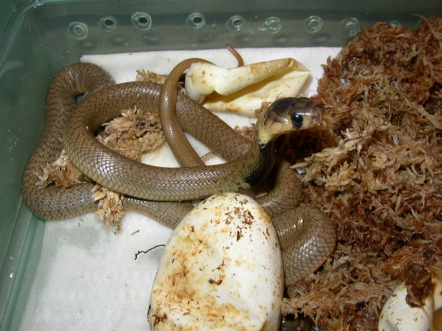 Newborn Cape Cobras