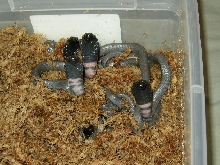 Newborn Black-necked Spitting Cobras