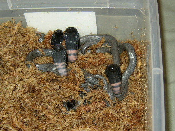 Newborn Black-necked Spitting Cobras