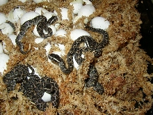 Newborn Malayan Pit-vipers