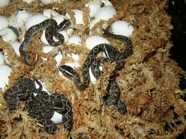 Newborn Malayan Pit-vipers