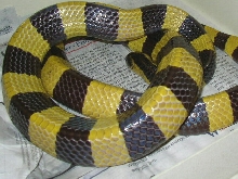 Banded Krait
