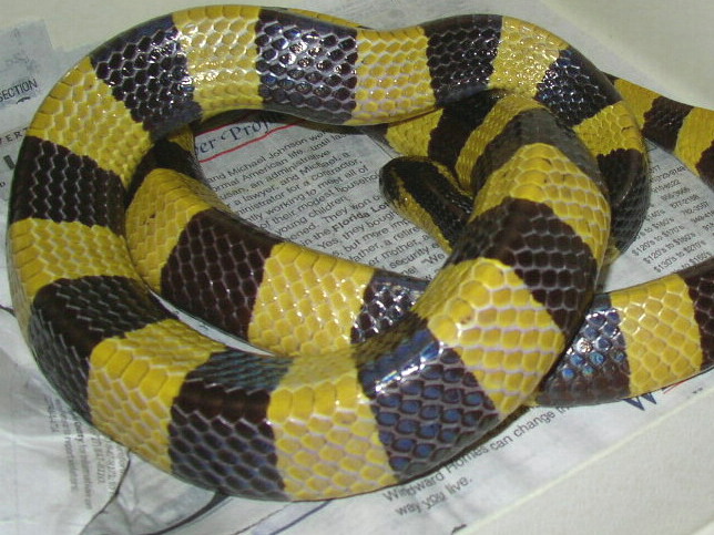 Banded Krait