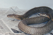 1.1 King Cobras