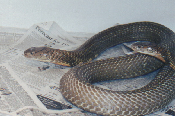1.1 King Cobras