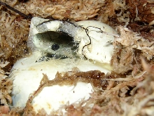 Black mamba hatching