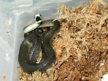 Baby black mamba