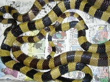 Banded Kraits