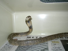 Russian Cobra