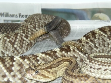 Crotalus durissus dryinas