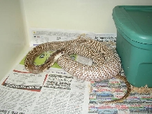 Gravid Indian Cobra