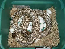Indian Cobra with her eggs