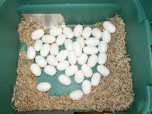 Indian Cobra eggs