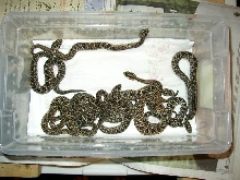 Newborn Guyana rattlesnakes