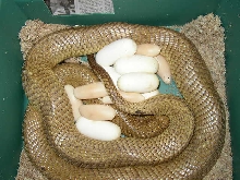 Cape Cobra with eggs