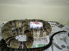 Banded Water Cobra(Gravid?)