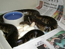 Banded Water Cobra with eggs.